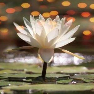 Meet your Posher, Gwen